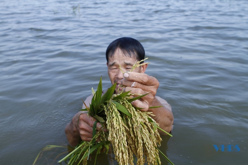Hơn 63 ha lúa chiêm xuân của thôn Đông Cao chìm trong biển nước