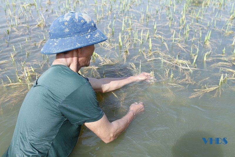 Hơn 63 ha lúa chiêm xuân của thôn Đông Cao chìm trong biển nước