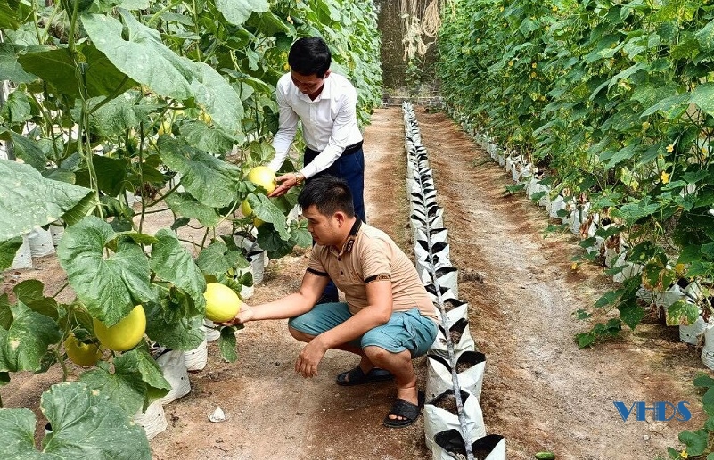 Hiệu quả mô hình trồng dưa vàng của anh Lê Văn Thanh