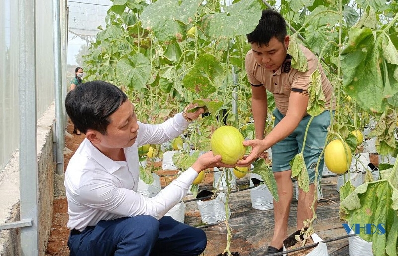 Hiệu quả mô hình trồng dưa vàng của anh Lê Văn Thanh