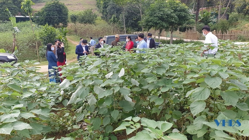 Huyện Như Thanh phát triển vùng nguyên liệu cây gai xanh