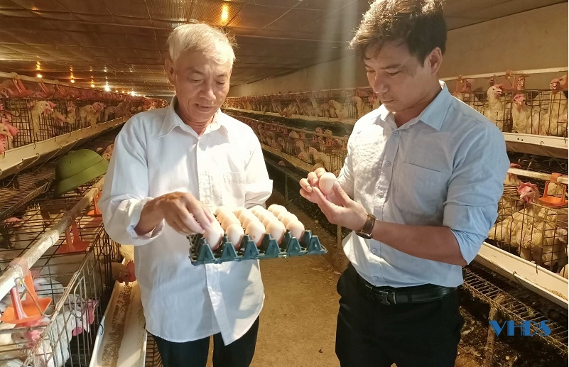 U70 làm giàu nhờ nuôi gà Ai Cập siêu trứng