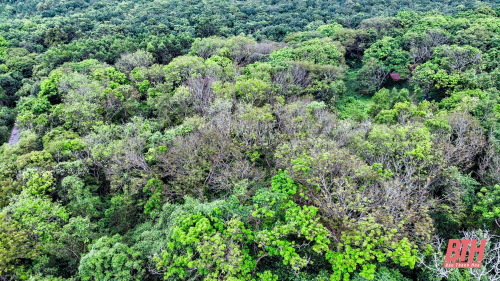 Thăm rừng lim hơn 100 tuổi lớn nhất xứ Thanh