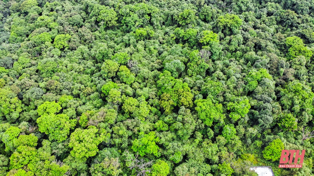 Thăm rừng lim hơn 100 tuổi lớn nhất xứ Thanh