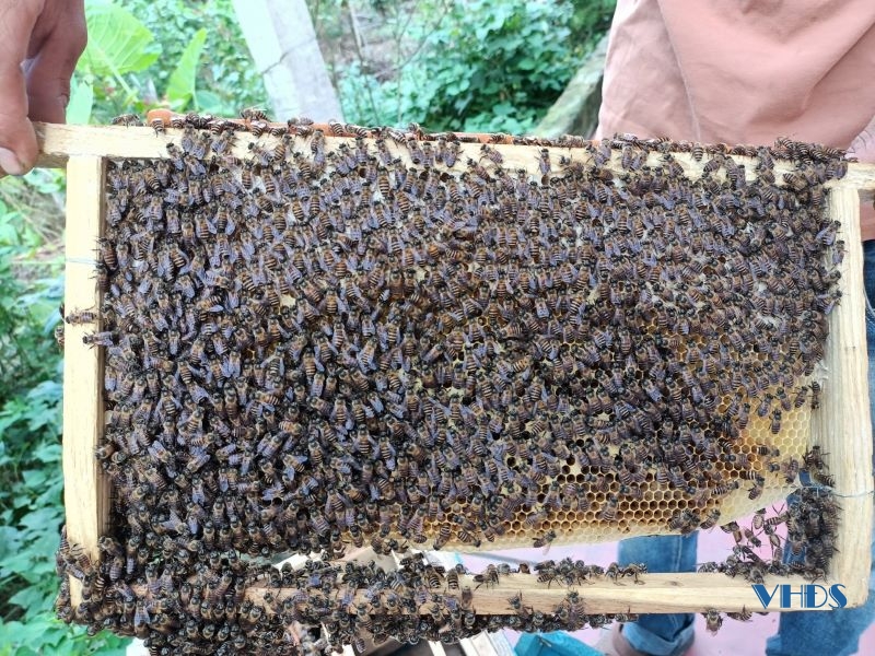 Nghề nuôi ong lấy mật ở Triệu Lộc