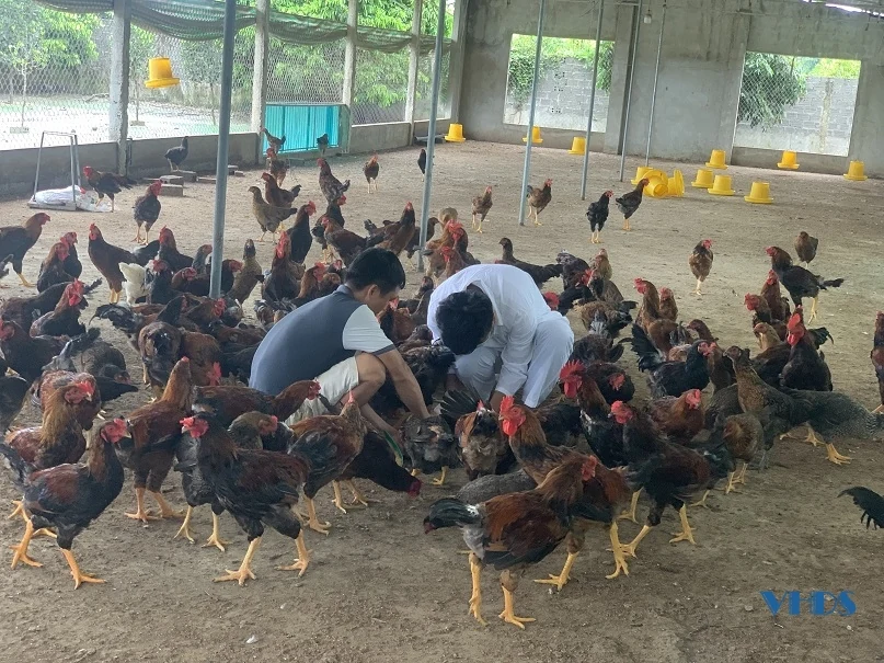 Thu tiền tỉ từ mô hình trồng cây ăn quả kết hợp chăn nuôi ở Thọ Xuân