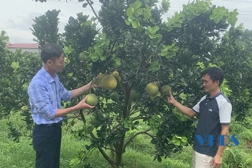 Thu tiền tỉ từ mô hình trồng cây ăn quả kết hợp chăn nuôi ở Thọ Xuân