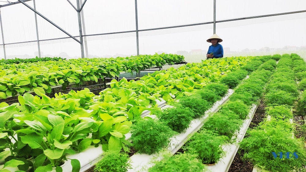 Thăm mô hình sản xuất rau thủy canh ở HTX nông nghiệp Phú Lộc
