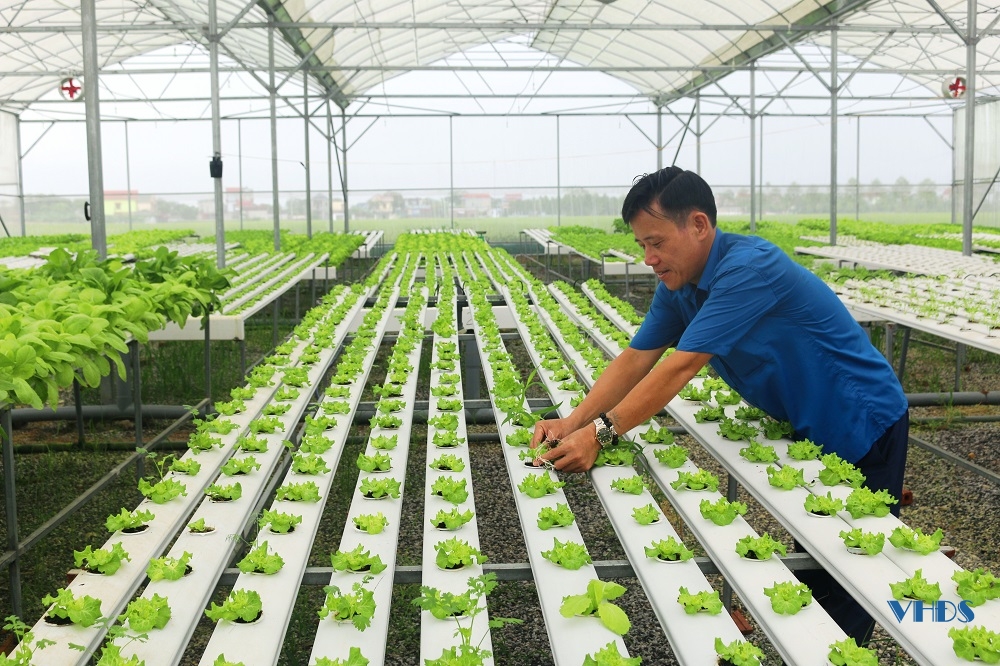 Thăm mô hình sản xuất rau thủy canh ở HTX nông nghiệp Phú Lộc