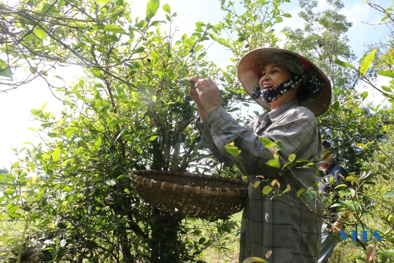 Chè Sánh Lược trên đất Vạn Lại xưa