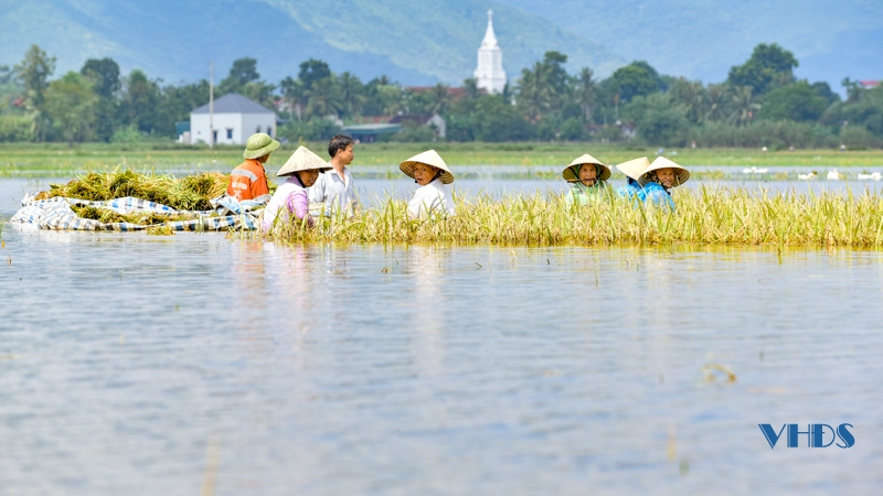 Nông dân Nông Cống bì bõm gặt lúa ngập sâu trong nước lũ