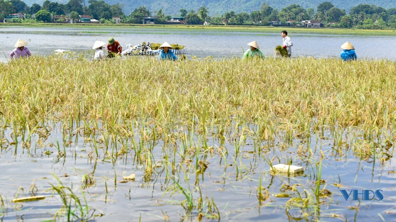 Nông dân Nông Cống bì bõm gặt lúa ngập sâu trong nước lũ