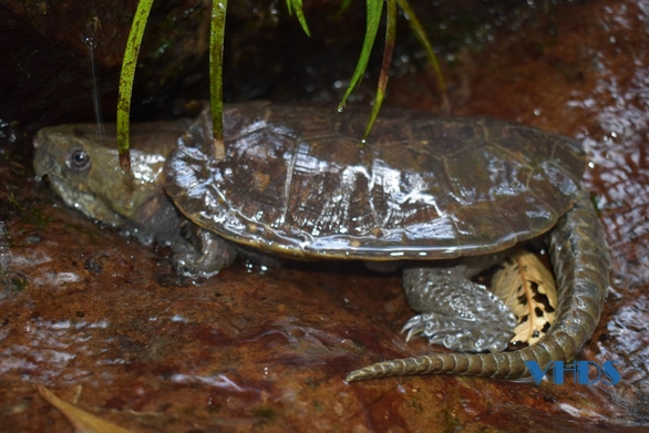 Phát hiện hai loài rùa quý hiếm tại Khu Bảo tồn thiên nhiên Pù Hu