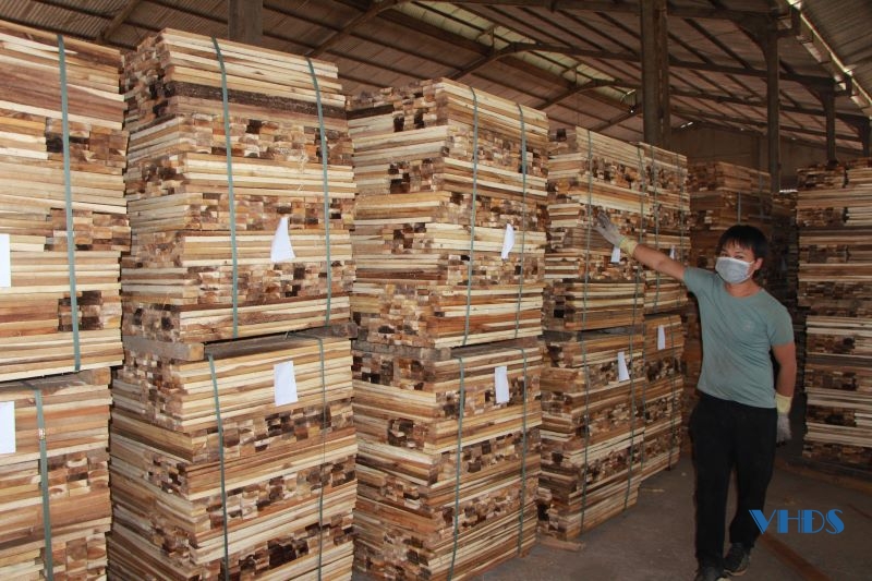 Huyện Thạch Thành trồng rừng FSC gắn với chế biến