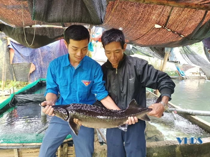 Người đưa cá tầm lên Quan Sơn