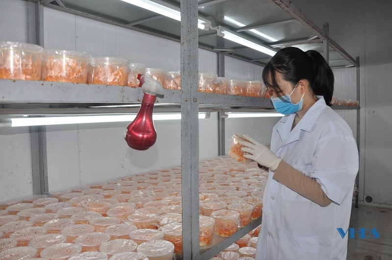 Viện Nông nghiệp Thanh Hoá đẩy mạnh ứng dụng khoa học công nghệ