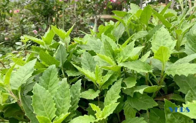 Món canh hến rau bàu