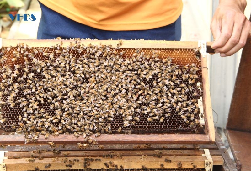 Độc đáo dùng ong thụ phấn dưa thay lao động