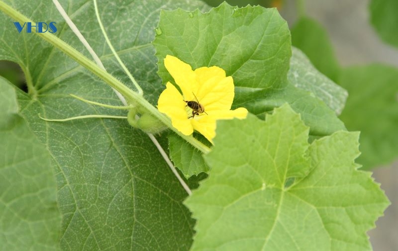 Độc đáo dùng ong thụ phấn dưa thay lao động