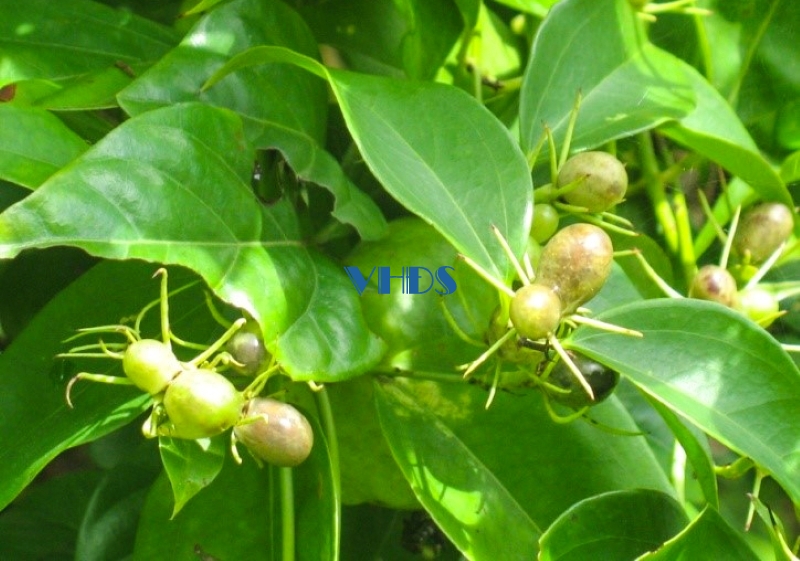 Đa dạng sinh học ở Vườn Quốc gia Bến En