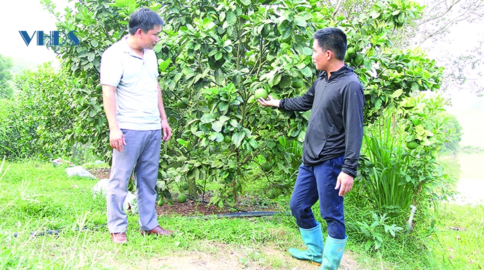 Làm giàu trên quê hương