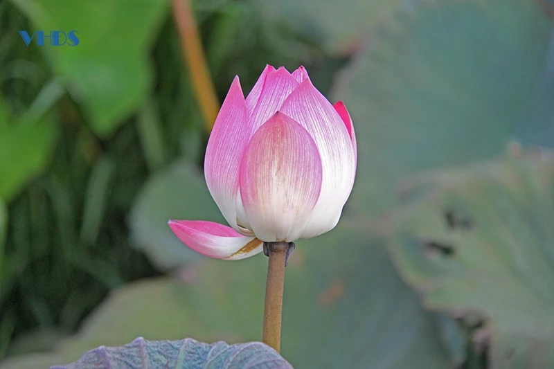 Thơm ngát hương sen trong Di sản Thành Nhà Hồ