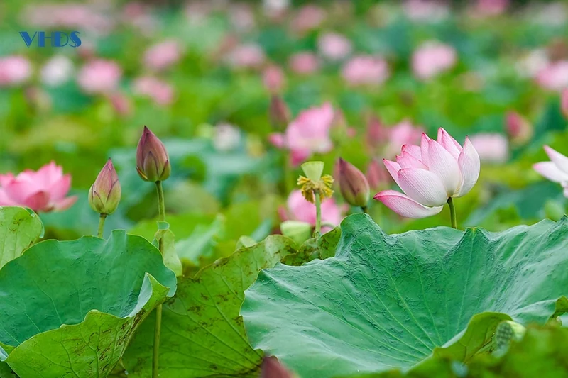 Thơm ngát hương sen trong Di sản Thành Nhà Hồ