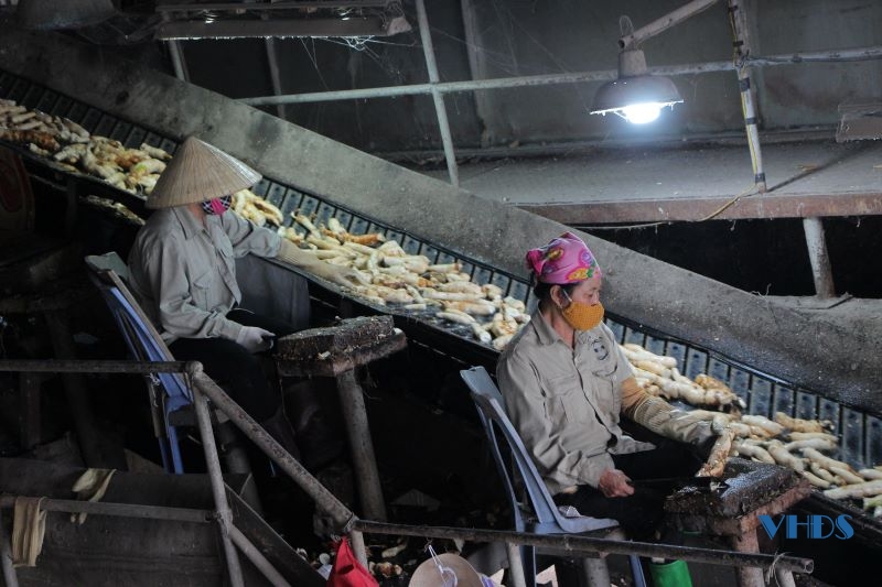 Nhà máy chế biến tinh bột sắn Phúc Thịnh vào vụ sản xuất