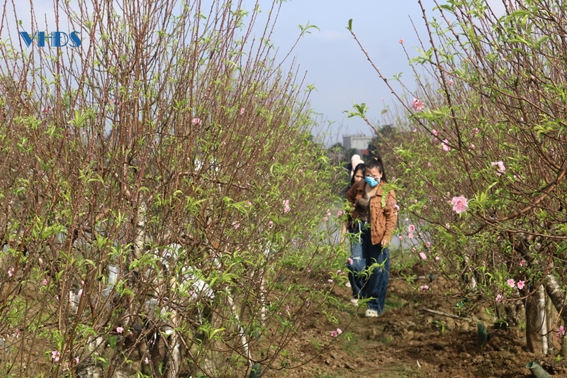 “Vựa” đào những ngày giáp Tết