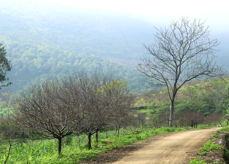 “Vựa” đào những ngày giáp Tết