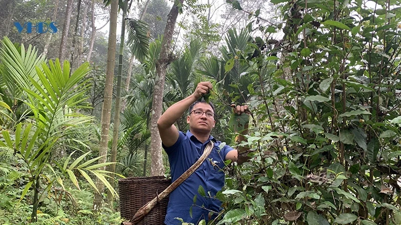 Chàng trai Thái trăn trở về dòng rượu truyền thống bị thất truyền