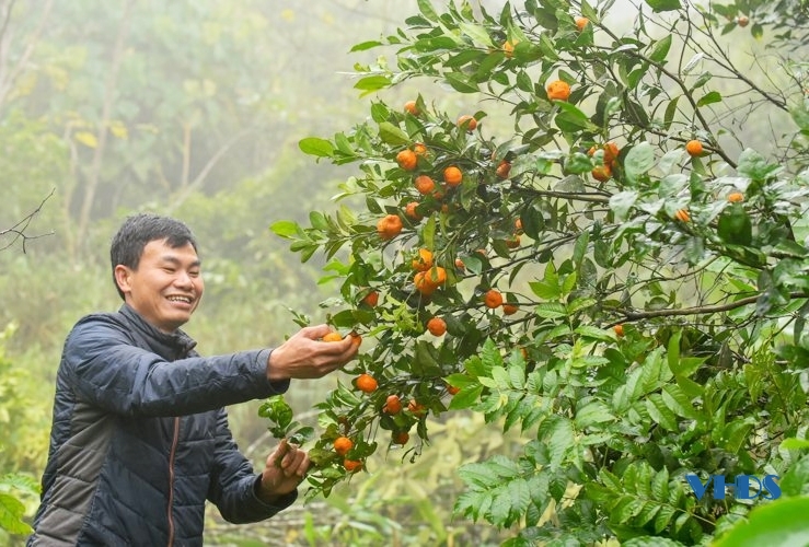 Bá Thước: Khôi phục và phát triển cây quýt hôi