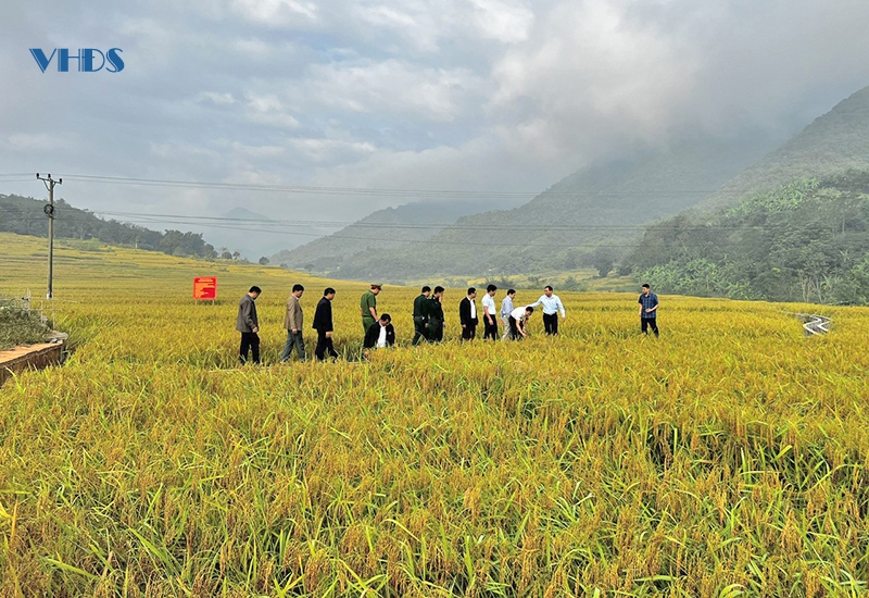 Dẻo thơm gạo nếp vùng biên