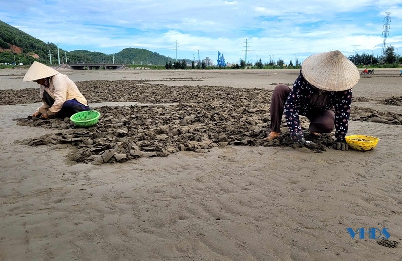 Cào ngao nhớt nơi cửa biển Nghi Sơn