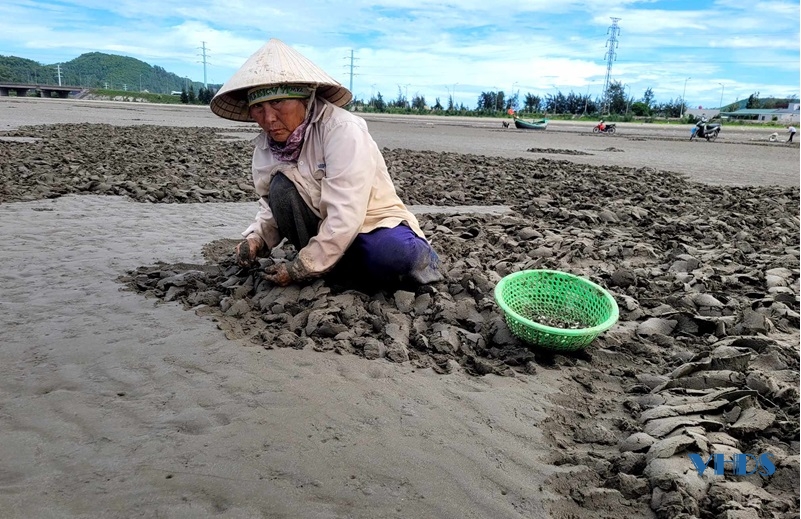 Cào ngao nhớt nơi cửa biển Nghi Sơn