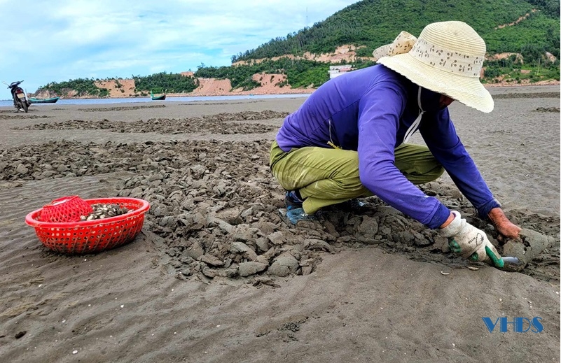 Cào ngao nhớt nơi cửa biển Nghi Sơn