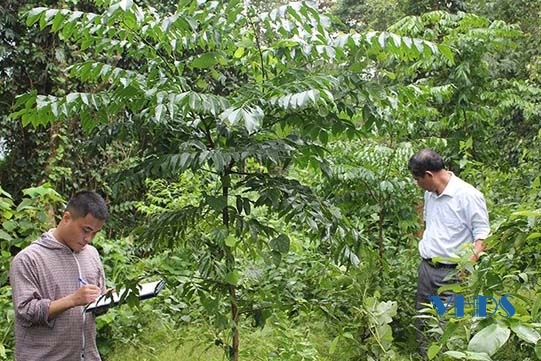 Bảo vệ và phát triển rừng lim xanh tái sinh tự nhiên