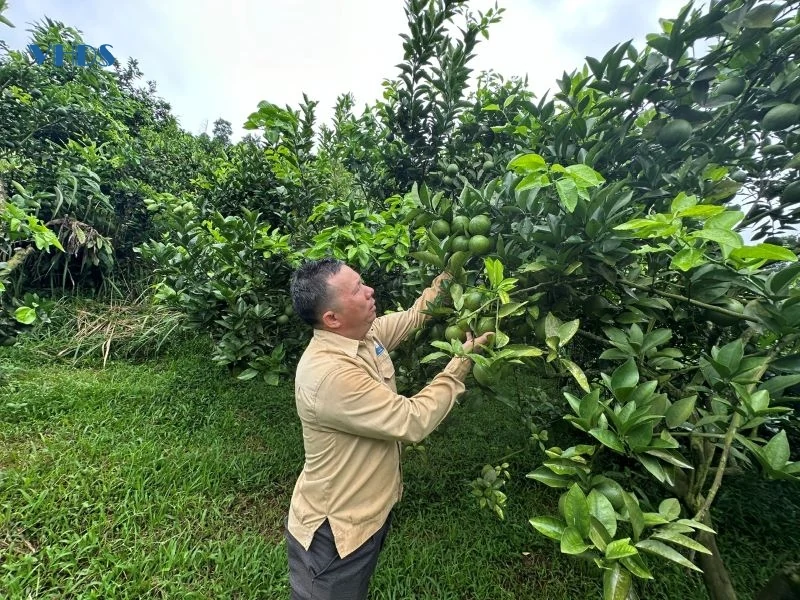Cựu chiến binh người dân tộc Dao làm kinh tế giỏi
