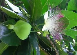 Sầm Sơn sau đêm mưa
