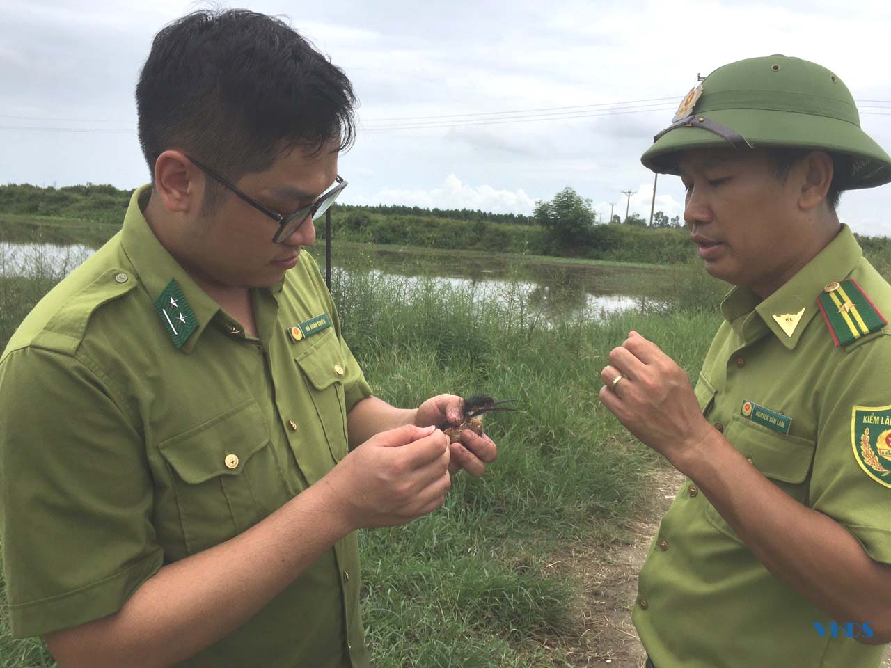 Xử lý nghiêm các trường hợp bẫy bắt, tận diệt chim hoang dã, chim di cư