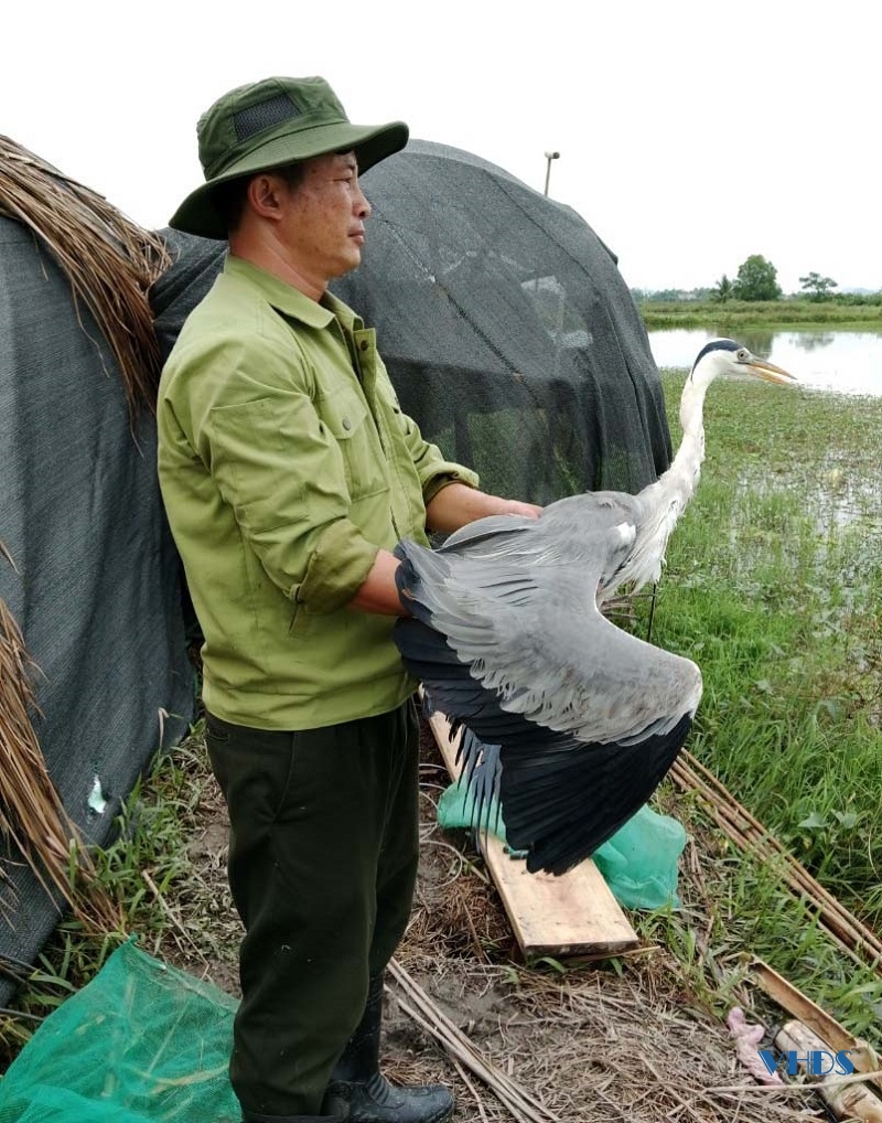Xử lý nghiêm các trường hợp bẫy bắt, tận diệt chim hoang dã, chim di cư