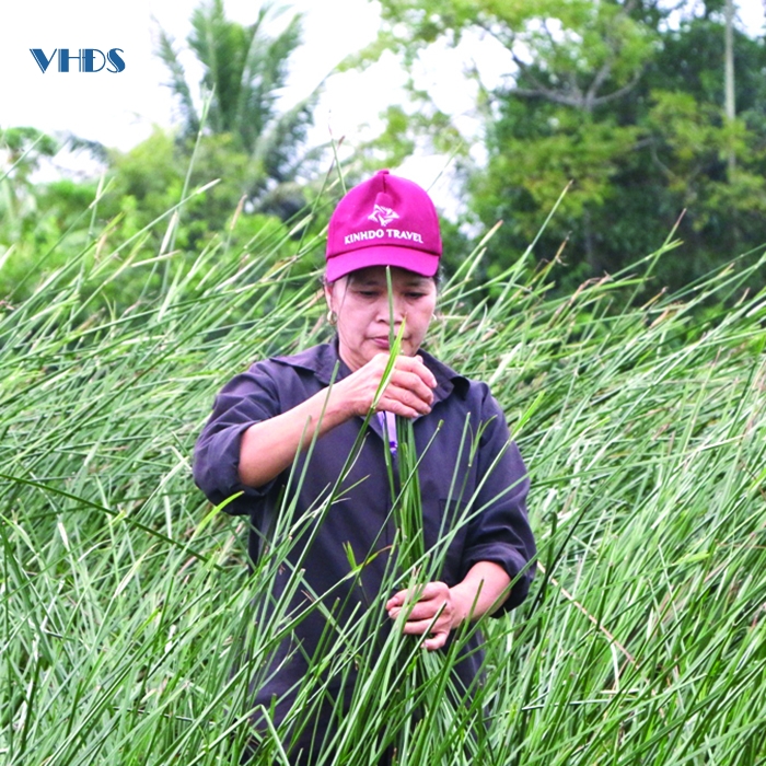 Thăng trầm... đời cói