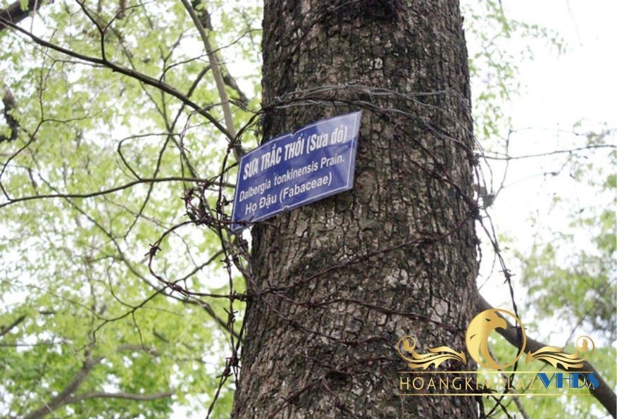 Xây dựng tuyến du lịch mạo hiểm chinh phục đỉnh Pù Luông