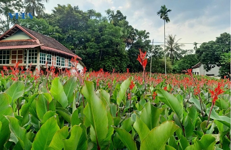 Phát huy lợi thế cây dong riềng trên đất Cẩm Liên
