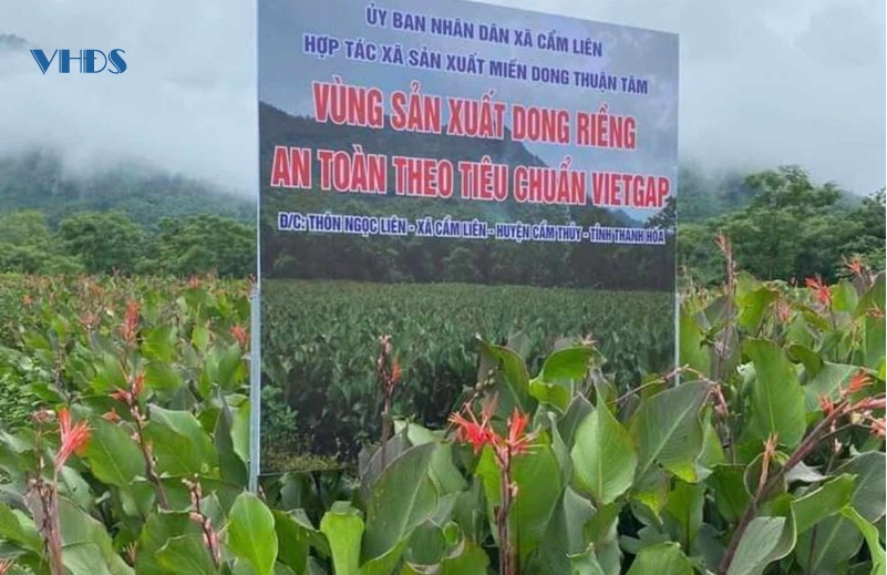 Phát huy lợi thế cây dong riềng trên đất Cẩm Liên