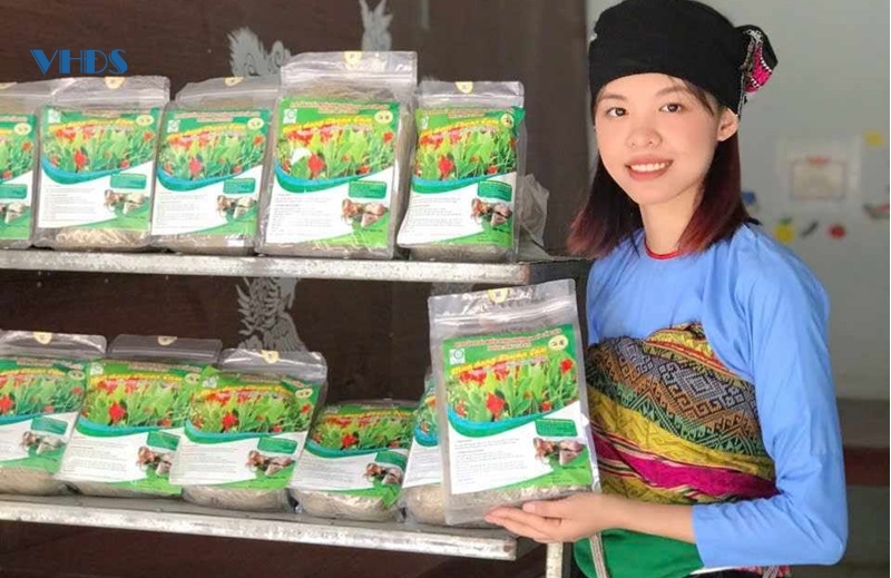 Phát huy lợi thế cây dong riềng trên đất Cẩm Liên