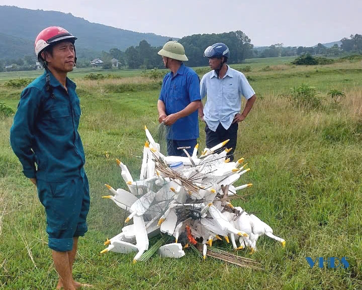 Tăng cường bảo vệ chim di cư, chim hoang dã