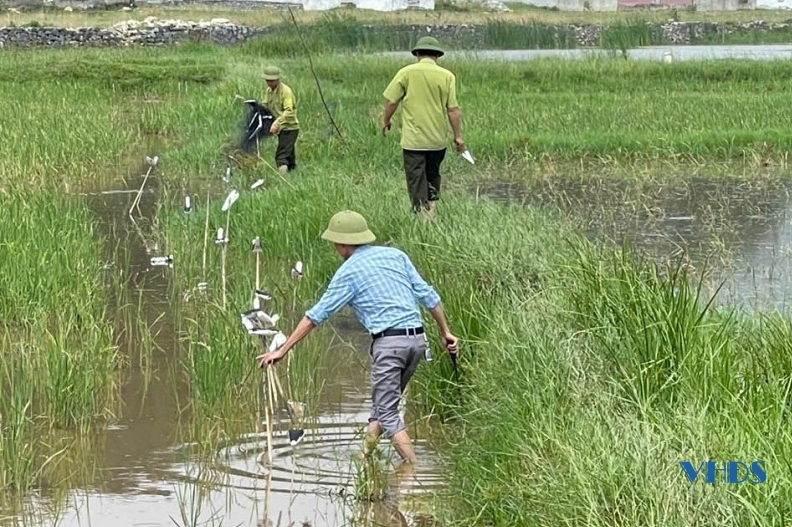 Tăng cường bảo vệ chim di cư, chim hoang dã