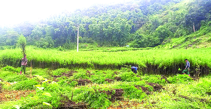 Cây dược liệu ở Lũng Cao
