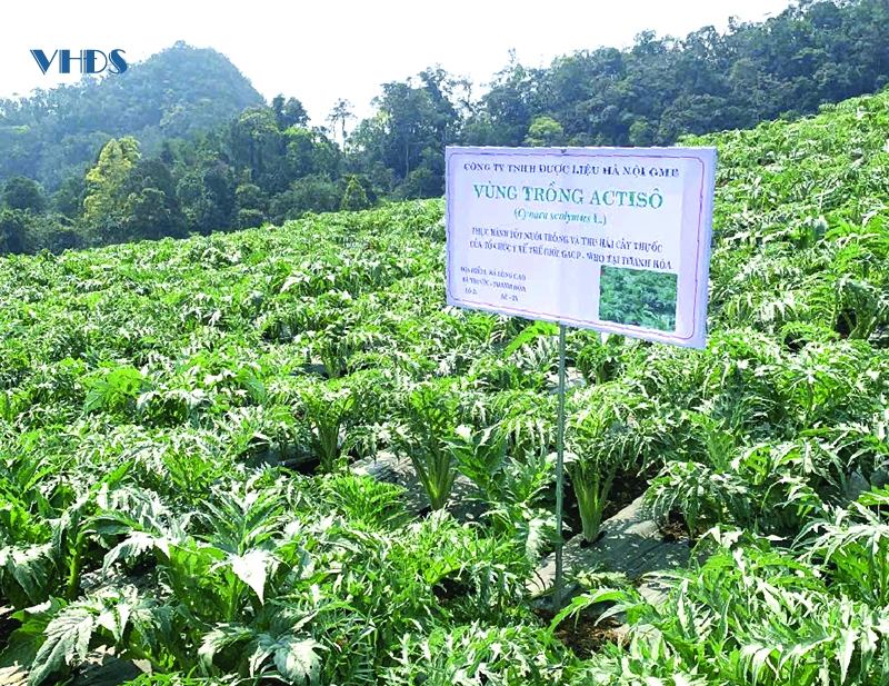 Cây dược liệu ở Lũng Cao